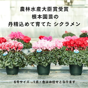 鉢植え 生花の人気商品 通販 価格比較 価格 Com