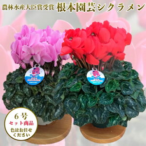 生花 6号 シクラメンの人気商品 通販 価格比較 価格 Com