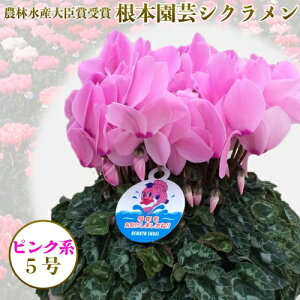 シクラメン 生花の人気商品 通販 価格比較 価格 Com
