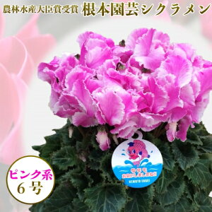 生花 6号 シクラメンの人気商品 通販 価格比較 価格 Com