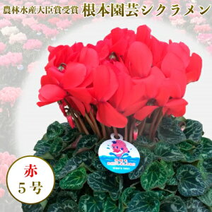 生花 5号 シクラメンの人気商品 通販 価格比較 価格 Com
