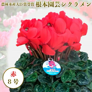 鉢植え 生花の人気商品 通販 価格比較 価格 Com