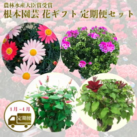 楽天市場 ラナンキュラス ラックスの通販