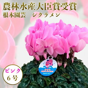 生花 シクラメン 鉢植えの人気商品 通販 価格比較 価格 Com