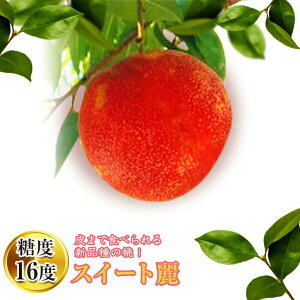 yӂ邳Ɣ[Łzy2026Noוs\zY XC[g 1.5kg (6`9)  ܂ŐHׂVi ɒB̓  t[c ʕ   momo F20C-149
