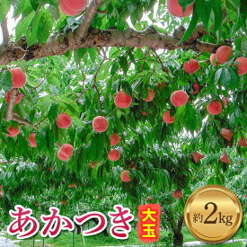 【ふるさと納税】【2026年出荷分先行予約】福島県産 あかつき 約2kg (約6玉入り) 伊達農園 伊達の桃 桃 フルーツ 果物 もも モモ momo F20C-587