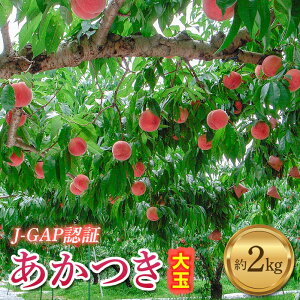 yӂ邳Ɣ[Łzy2026Noוs\zY  2kg (6ʓ) ɒB_ JGAPF ɒB̓  t[c ʕ   momo F20C-587