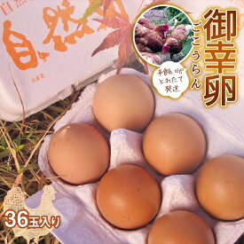 【ふるさと納税】平飼い卵 とれたて発送「御幸卵（ごこうらん）」36玉入り 伊達市 福島県 国産 養鶏場直送 卵 たまご 玉子 生卵 鶏卵 F20C-619