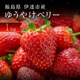 【ふるさと納税】＜2026年発送＞＜限定＞新品種のいちご 福島県 オリジナル品種「ゆうやけベリー」約1kg（250g×4パック）イチゴ 苺 フルーツ 果物 伊達市 F20C-678