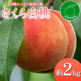【ふるさと納税】【2026年出荷分先行予約】福島県産 さくら白桃 約2kg (5～9玉) 遠藤果樹園 大玉 固め 白桃 伊達の桃 桃 フルーツ 果物 もも モモ momo F20C-833