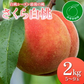 【ふるさと納税】《先行予約》 最後の桃　「さくら白桃」2kg（5～9玉）桃 もも モモ 果物 フルーツ ふるさと納税 福島県 伊達市 F20C-833