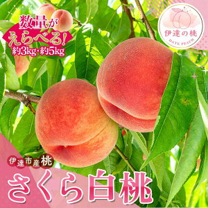 yӂ邳Ɣ[Łz_Iׂeʁ^y2026Noוs\zY 甒 3kg 5kg Tg[_  ł  ɒB̓  t[c ʕ   momo F20C-836var