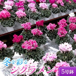 yӂ邳Ɣ[Łz| ~ʂ VN 5 ށEF܂  A F21C-305