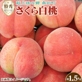 【ふるさと納税】No.168 もも（さくら白桃）特秀　1.5kg　桑折町産　JAふくしま未来　桃 ／ モモ 果物 フルーツ 送料無料 福島県 特産品