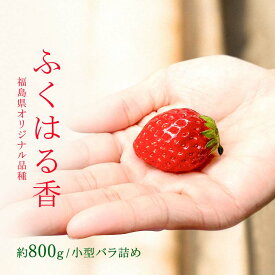 【ふるさと納税】【先行予約】香りが強い！福島県オリジナル品種「ふくはる香」小粒 バラ詰め 約800g いちご イチゴ 苺 福島県 鏡石町 鏡石農遊園 F6Q-078