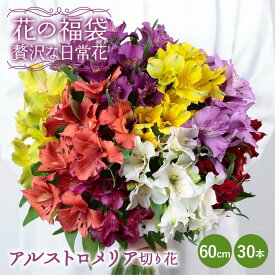 【ふるさと納税】「花の福袋」“贅沢な日常花” アルストロメリア 切り花 60cm 30本 花束 フラワー ご褒美 お祝い ギフト 誕生日 感謝 母の日 父の日 プレゼント 福島県 天栄村 F21T-399