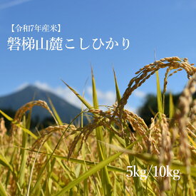 【ふるさと納税】【数量限定】令和7年産コシヒカリ　5kg／10kg　磐梯山麓こしひかり　精米　発送時期3月下旬から