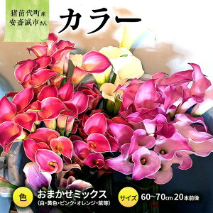 yӂ邳Ɣ[Łzy2025Ns\zyʌz J[ (  ) 60`70cm ܂~bNX 20{O YҁF֐s cY v[g 蕨 Mtg 2025N9{菇\