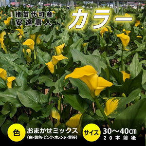 yӂ邳Ɣ[Łzy2025Ns\zyʌz J[ (  ) 30`40cm ܂~bNX 20{O YҁF֐s cY v[g 蕨 Mtg 2025N9{菇\