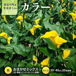 yӂ邳Ɣ[Łzy2025Ns\zyʌz J[iԁj30`40cm ܂~bNX 20{O YҁFBl cY v[g 蕨 Mtg 2025N9{菇\