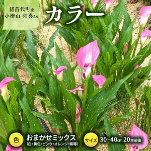 yӂ邳Ɣ[Łzy2025Ns\zyʌz J[ (  ) 30`40cm ܂~bNX 20{O YҁFwRh cY v[g 蕨 Mtg 2025N9{菇