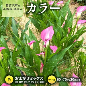 yӂ邳Ɣ[Łzy2025Ns\zyʌz J[ (  ) 60`70cm ܂~bNX 20{O YҁFwRh cY v[g 蕨 Mtg 2025N9{菇