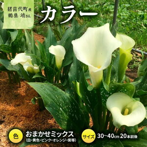 yӂ邳Ɣ[Łzy2025Ns\zyʌz J[ (  ) 30`40cm ܂~bNX 20{O YҁFI cY v[g 蕨 Mtg 2025N9{菇\ 