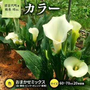 yӂ邳Ɣ[Łzy2025Ns\zyʌz J[ (  ) 60`70cm ܂~bNX 20{O YҁFI cY v[g 蕨 Mtg 2025N9{菇\ 