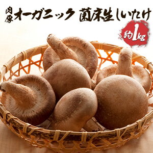 yӂ邳Ɣ[ŁzI[KjbN ۏ 1kg ̂  Y GAPF L@JASF H@ r^~ ~l