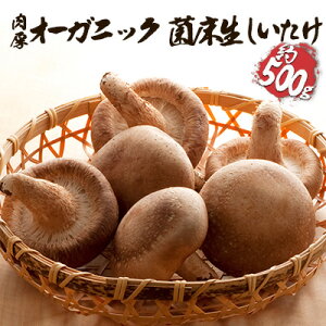 yӂ邳Ɣ[ŁzI[KjbN ۏ 500g ̂  Y GAPF L@JASF H@ r^~ ~l