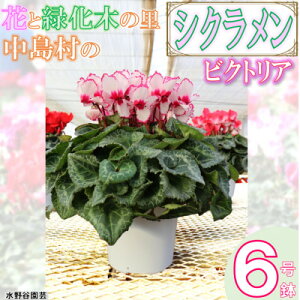 yӂ邳Ɣ[Łzys\zVN6(rNgA)@J|yzsnFEꌧzy1494356z