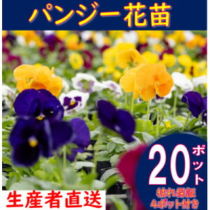 yӂ邳Ɣ[Łzys\zpW[ԕcZbg(20+4|bg)yzsnFEꌧzy1494370z