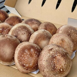 yӂ邳Ɣ[Łz߂h[̂ W{(800g)yzsnFzy1684145z