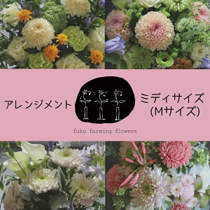 yӂ邳Ɣ[Łzt[AWg MTCYb~fBTCY G߂̉  Mtgp  蕨 CeA  yfuku farming flowersz