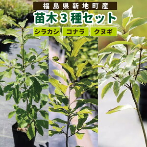 yӂ邳Ɣ[ŁzVnY c3ZbgiVJVERiENkMj |  c lC   R ~ 炩 Ȃ ʂ    Vn   JugV 