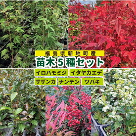 【ふるさと納税】新地町産 苗木5種セット（サザンカ・イロハモミジ・ナンテン・イタヤカエデ・ツバキ） | 木 苗 人気 おすすめ 送料無料 里山 お取り寄せ 福島県 新地町 庭木 庭 森林 山茶花 さざんか いろはもみじ 紅葉 南天 なんてん 椿 つばき いたやかえで