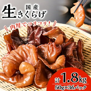 yӂ邳Ɣ[ŁzRRH!炰yzsnFEꌧzy1461806z