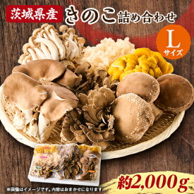 【ふるさと納税】茨城県城里町産 きのこの詰め合わせ Lサイズ 約2kg【配送不可地域：離島・沖縄県】【1593969】