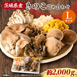 yӂ邳Ɣ[Łz錧闢Y ̂̋lߍ킹 LTCY 2kgyzsnFEꌧzy1593969z