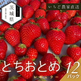 【ふるさと納税】【2026年1月より順次発送予定】風早いちご園 とちおとめ レギュラー 250g×12パック【配送不可地域：離島・北海道・沖縄県】【1647795】