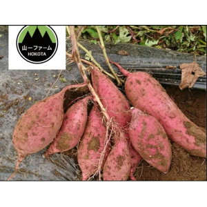 yӂ邳Ɣ[Łzy12菇\zRt@[ n܂ 5kg Hה׃ZbgA`CyzsnFEꌧzyG1647856z