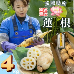 �y�ӂ邳�Ɣ[�Łz�y��錧�Y�z�@�肽�ē�����񂱂� �v4kg�y�z���s�n��F�����z�y1696247�z