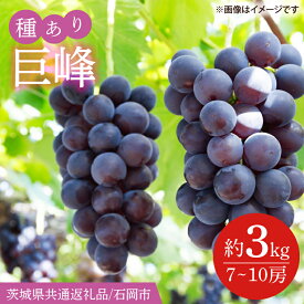 【ふるさと納税】2026年8月下旬より順次発送 巨峰 約3kg（7〜10房）茨城県共通返礼品/石岡市 茨城県 巨峰 ブドウ ぶどう フルーツ 果物 くだもの 濃厚 種あり(IT-13)