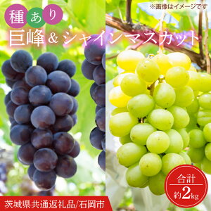 yӂ邳Ɣ[Łzy2025N9菇zVC}XJbgi킠jZbg v2kgy錧ʕԗi/Ήszy Ԃǂ }XJbg t[c ʕ  錧 15000