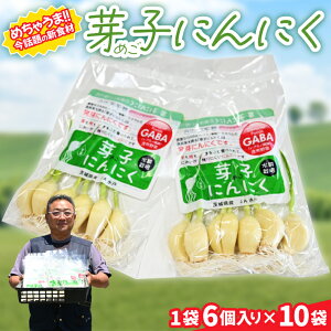 【ふるさと納税】【11月より順次発送】話題の新食材!芽子にんにく 1箱(1袋6個入り×10) 芽も根もまるごと食べられる!【ニンニク ガーリック GABA ギャバ レーアミノ酪酸 臭わない スタミ