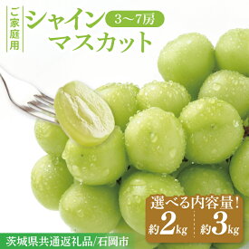 【ふるさと納税】【選べる容量】シャインマスカット家庭用約2kg or 約3kg【茨城県共通返礼品/石岡市】ぶどう 葡萄 マスカット フルーツ 果物 くだもの 訳あり 水戸市 茨城県（MF-9）