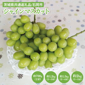 【ふるさと納税】2026年9月下旬～10月中旬発送 数量限定 選べる容量 シャインマスカット（1～5房）（茨城県共通返礼品/石岡市）ぶどう 葡萄 マスカット フルーツ 果物 くだもの 水戸市 茨城県（MF-4）