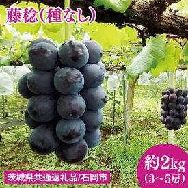 【ふるさと納税】【2026年7月下旬～8月中旬発送】藤稔（種なし）約2kg（3～5房）（茨城県共通返礼品/石岡市） ぶどう 葡萄 フルーツ 果物 くだもの 水戸市 茨城県（MF-8）