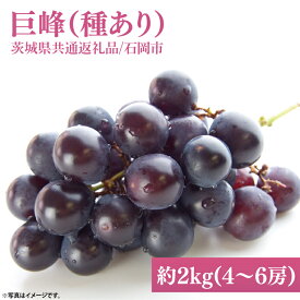 【ふるさと納税】2026年9月初旬より順次発送 数量限定 巨峰(種あり) 約2kg(4～6房)（茨城県共通返礼品/石岡市）茨城県 巨峰 ブドウ ぶどう フルーツ 果物 くだもの 濃厚 種あり（MH-1）