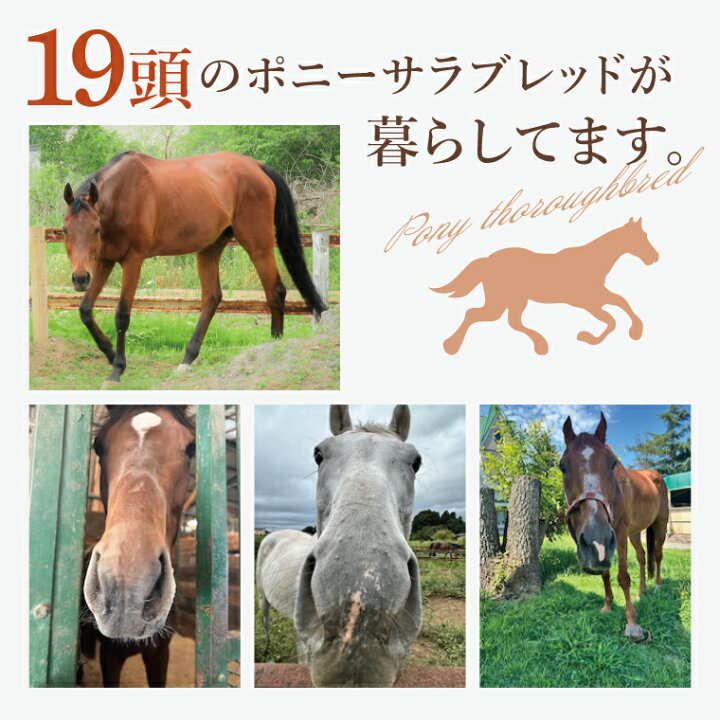 楽天市場】【ふるさと納税】ホースセラピー・癒しコース（120分 